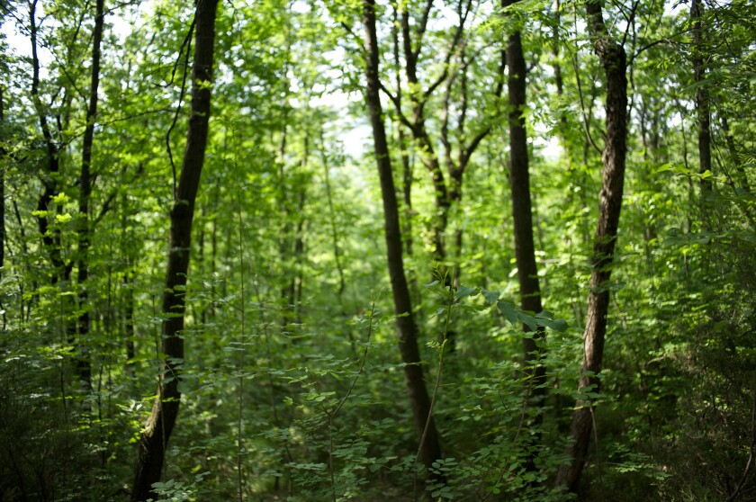 Vivid Green trees in spring forest in sunlight