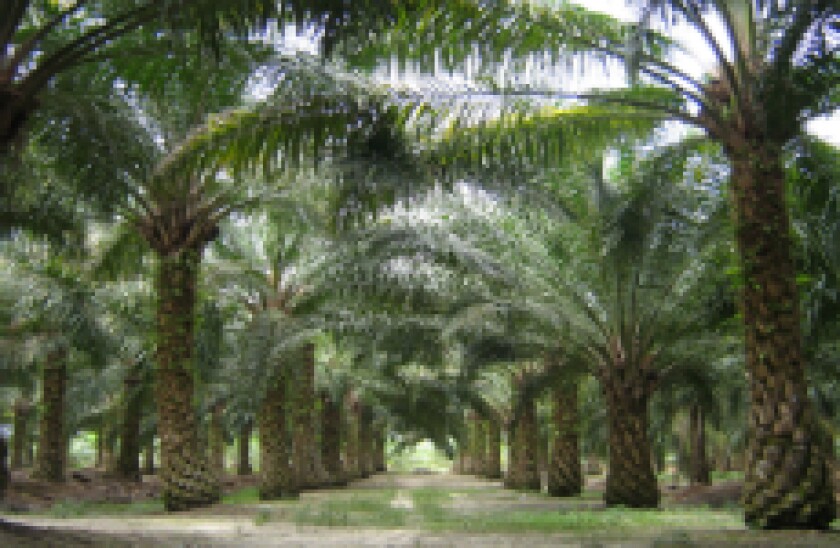 Oil Palm_230px