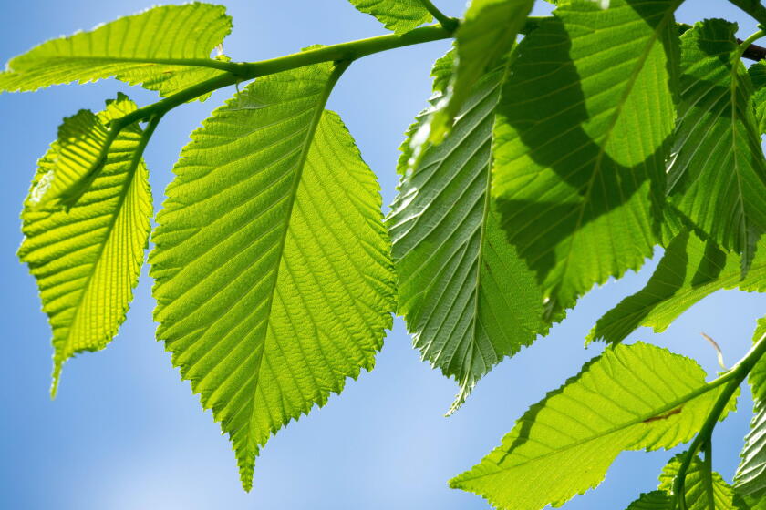 Wych elm Leaves Ulmus glabra