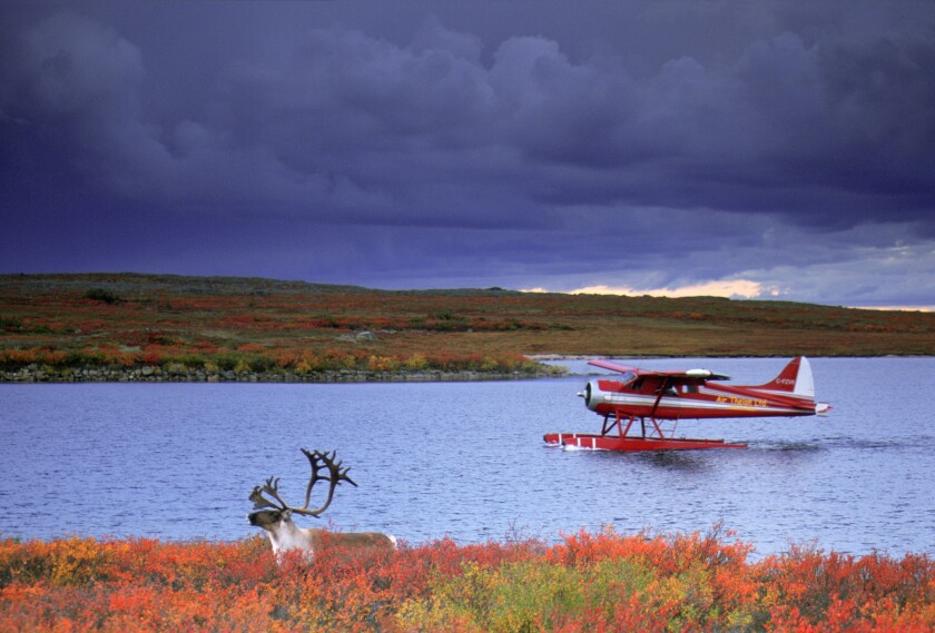 Caribou and beaver on floats Headwaters Thelon River The Barrens Northwest Territories Canada