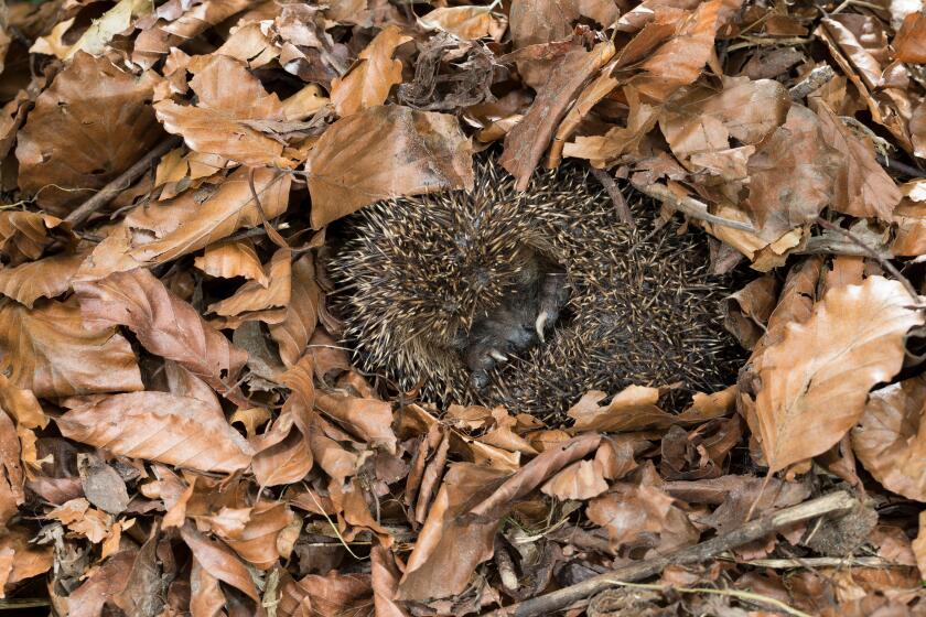European hedgehog, hibernation, overwinter survival, Europaischer Igel, Winterschlaf, Uberwinterung, Erinaceus europaeus