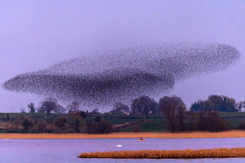 Person in kayak on lake directly underneath Starling Murmuration and in front of reed bed where birds can roost at night. Lough Ennell, Ireland