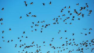 Sandhill cranes migrate through the San Luis valley two times a year to feed and rest before continuing on their journey. Monte Vista, Colorado