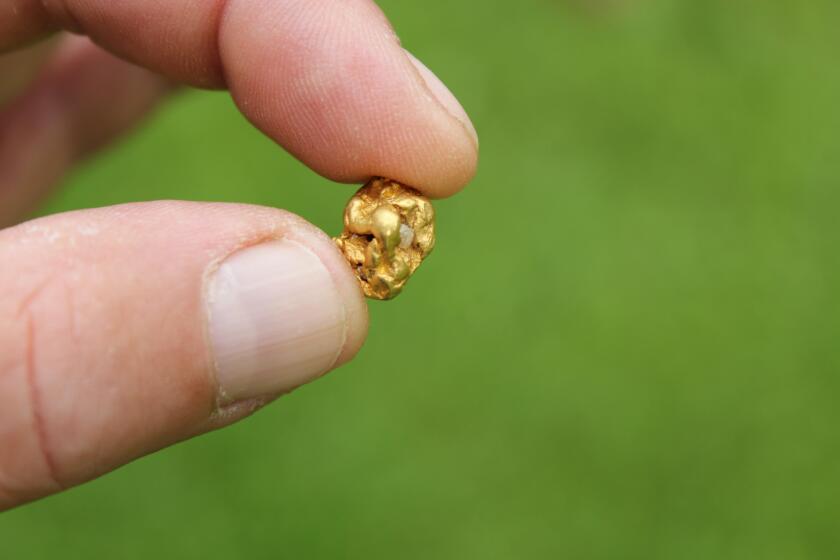 Gold Nugget mining from the River in Austria, real Goldnugget
