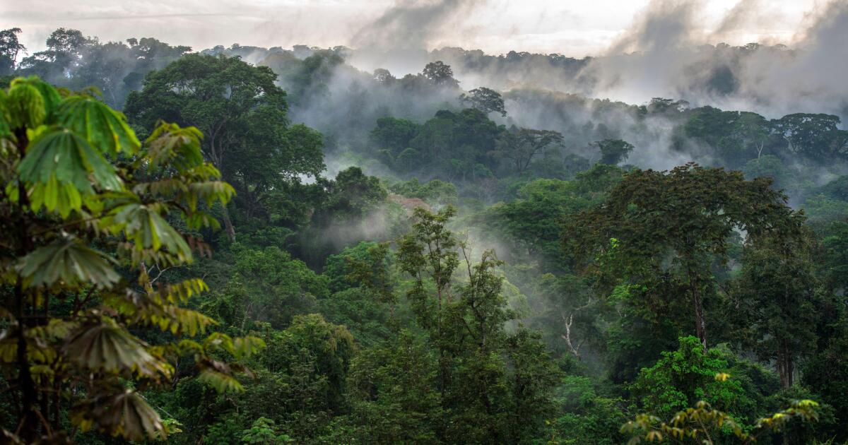 Gabon targets external arrears with 12.65% private placement