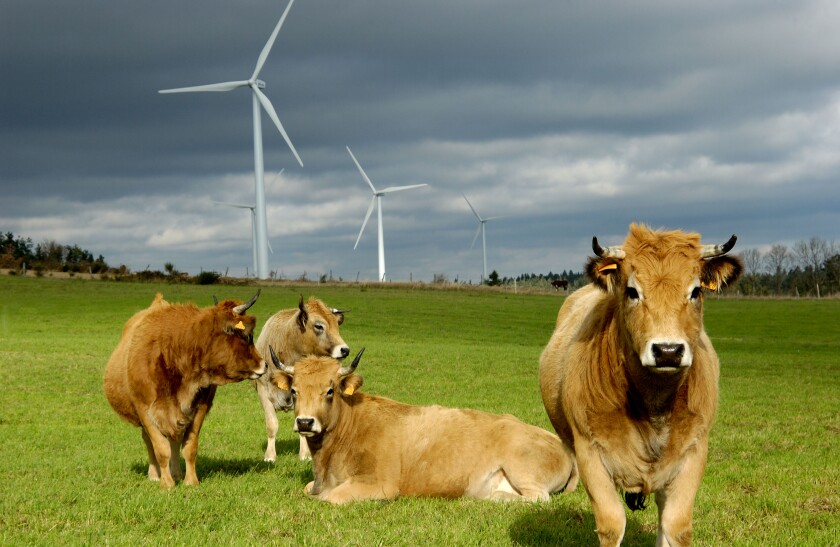 Wind turbines in a field with cows, Ally Mercoeur windfarm, Departement Haute-Loire, France, Europe