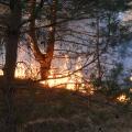 wildfire, forest fire, burning forest