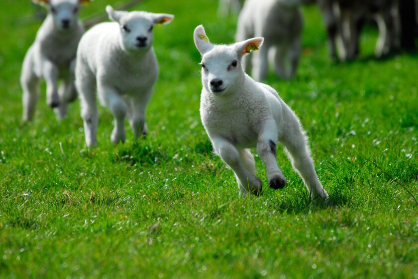cute lambs running and jumping in spring The Netherlands