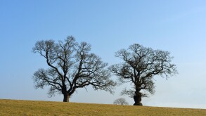 Old oak trees in winter. Cumbria, England, United Kingdom, Europe.