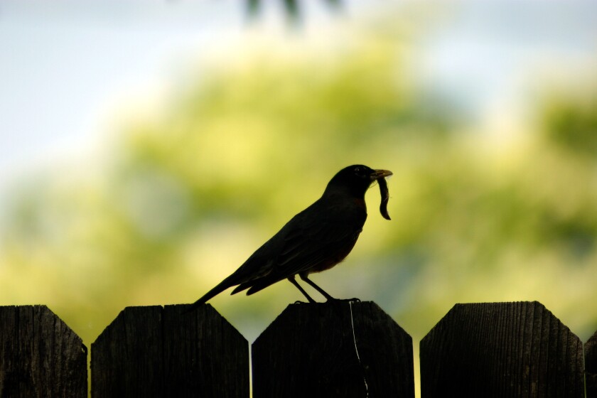 Early bird gets the worm