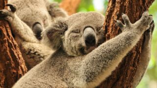koala-for-ifis.jpg