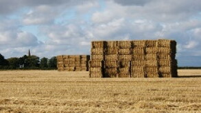 Grain field