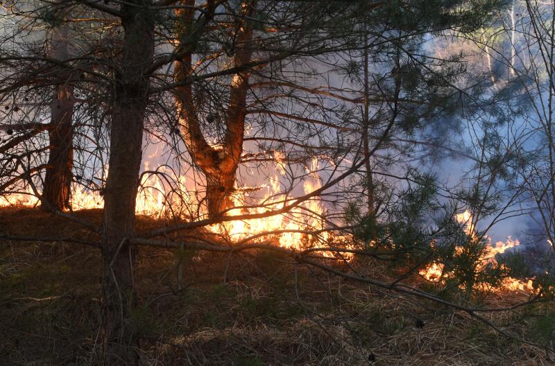 wildfire, forest fire, burning forest