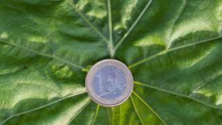 A euro coin lies on a green leaf. Green investment and green profits, investment in green technologies promises profitable success.