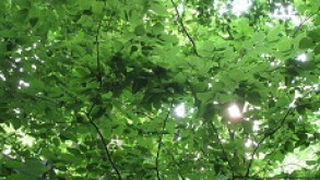 Green bond