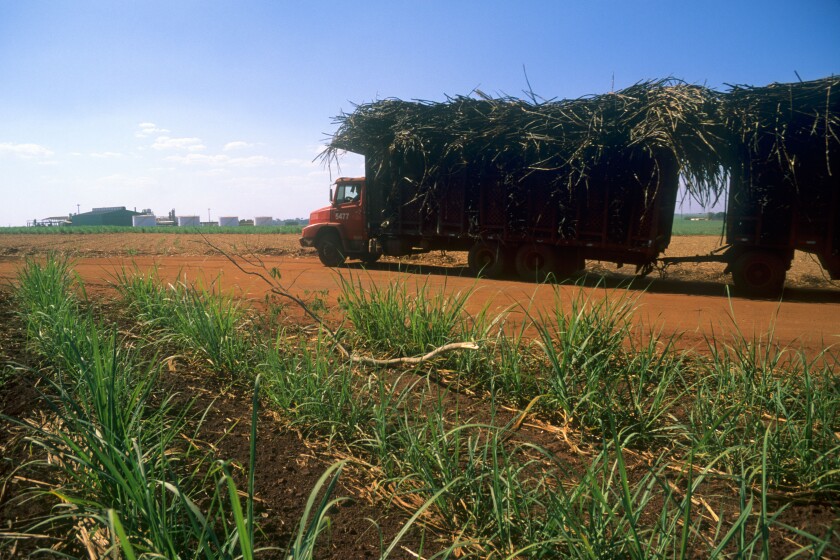 Immature sugar cane plantation and truck transporting sugar cane to ethanol processing plant, Sao Paulo State, Brazil. Image shot 2008. Exact date unknown.