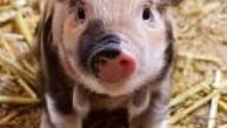Pig