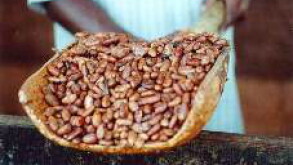 Cocobod