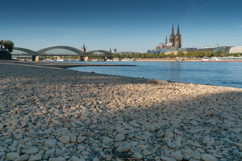COLOGNE, GERMANY - JULY 27, 2018: Drought in Germany, low water of the Rhine river in Cologne at early morning time on July 27, 2018 in Germany