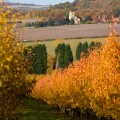 Autumn view of Horsemonden church and oast house from an orchard of golden leaf cherry trees near Goudhurst Kent UK