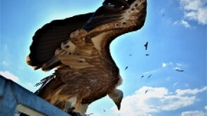 vulture 1