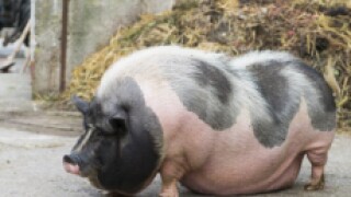 Pig