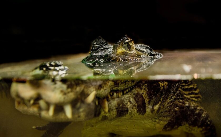 sadcrocodile.jpg