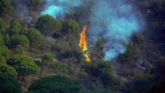 Forest fire on Mediterranean Pine wood. Spain