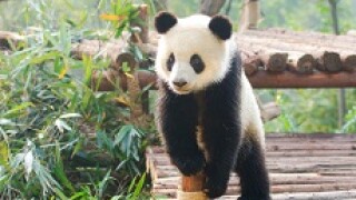 little panda px230