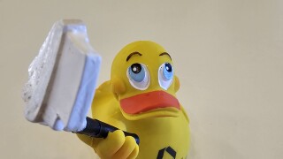 CMZ duck.jpg