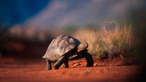 Tortoise.png