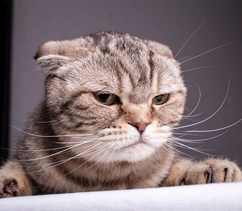cat_as243574396.jpg