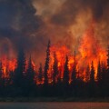 Blazing forest fire in Kenai Wildlife Refuge, Skilak Lake, Alaska, Summer.