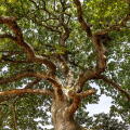 Majestic oak tree with spreading branches and lush green foliage on a summer day in Dorset UK