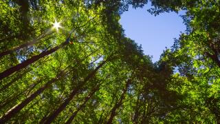 The Canopy of this Forest has a Heart Shaped Hole showing Blue Sky