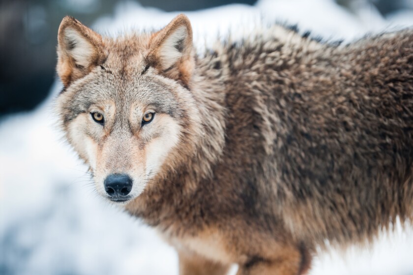 wolf (lat. Canis lupus) standing in the snow, focus is on the eyes