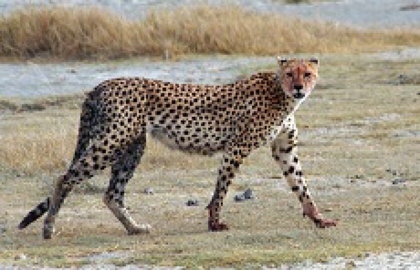 Cheetah