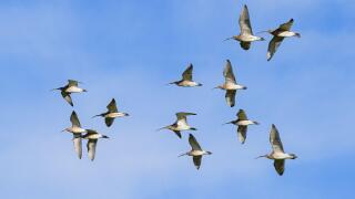 western curlew (Numenius arquata), flying flock, Germany, Bavaria