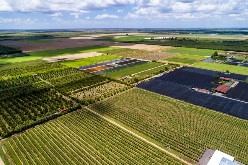 Miami Florida,Homestead,farmland,farm,crop,nursery,dragon fruit,cactus Pitaya Stenocereus pitahaya Hylocereus,aerial overhead view,FL17081873D