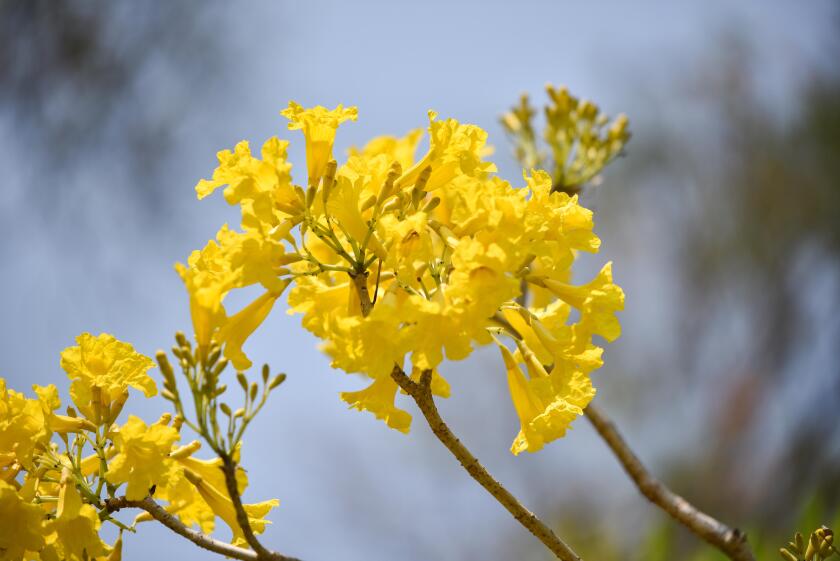 Yellow flowers tree tabebuia spectabilis / Goldentree in the park
