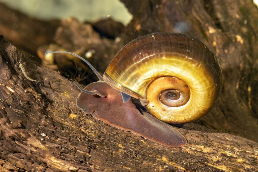 horn-colored ram's horn, great ramshorn, trumpet shell (Planorbarius corneus), crawling over the dead wood, side view