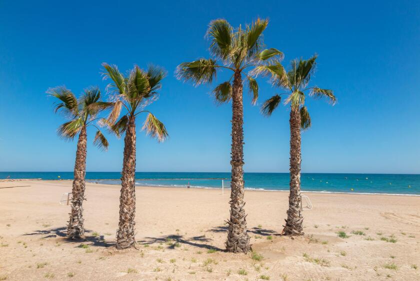 four palms in foreground on a empty beach due to high summer temperatures