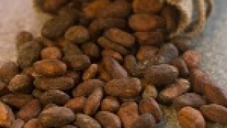 cocoa.jpg