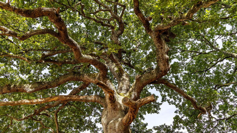Majestic oak tree with spreading branches and lush green foliage on a summer day in Dorset UK