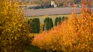 Autumn view of Horsemonden church and oast house from an orchard of golden leaf cherry trees near Goudhurst Kent UK
