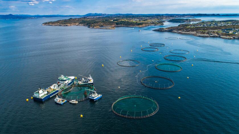 Salmon fish farm in fjord. Norway, Bergen.