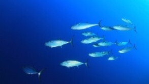 Fish_230px