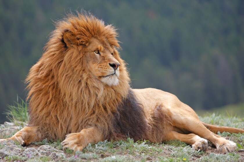 Barbary Lion (Panthera leo leo), lying male.
