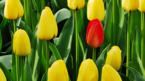 tulip_BDJH4T.jpg