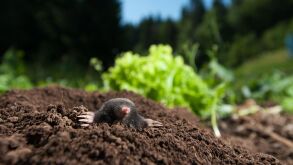 mole hole.jpg